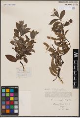 Foto von Salix cinerea L. x Salix phylicifolia L.